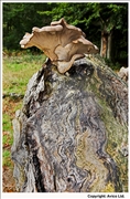 Honey Fungus 1